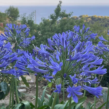 D'arte Apartament Mortola Superiore