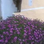 D'arte Mortola Superiore